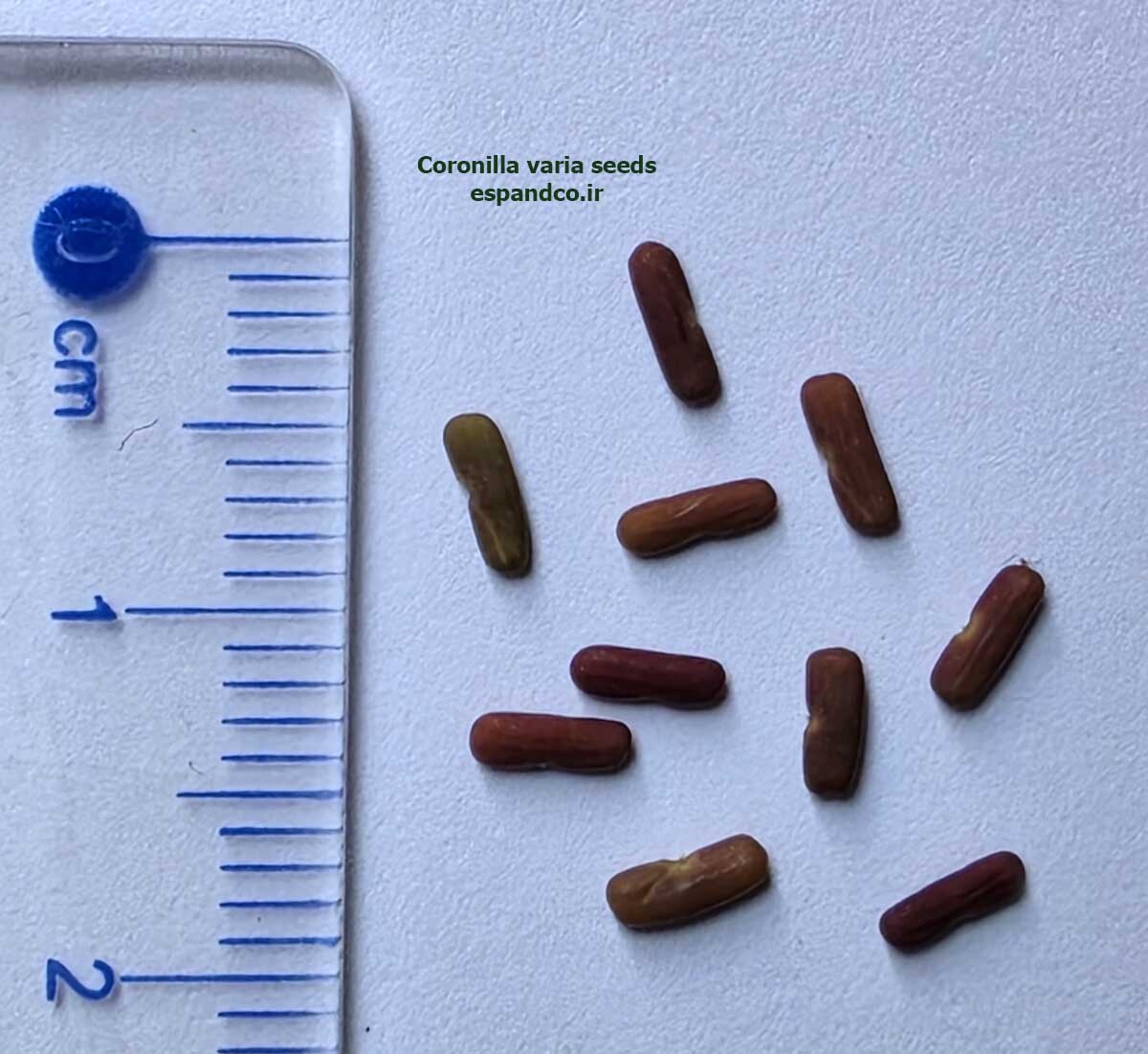  Coronilla varia seeds 